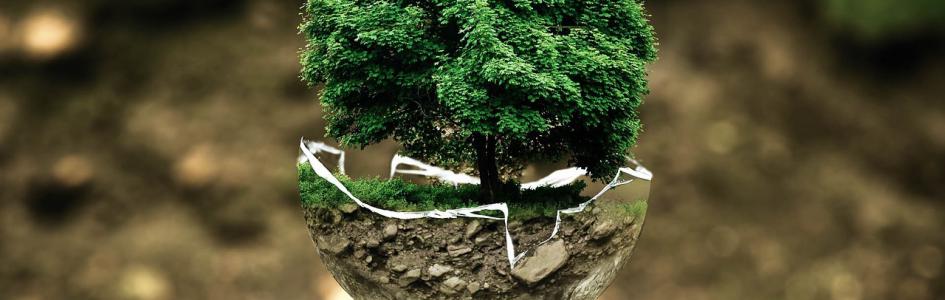 Monteco - Al Servizio dell'ambiente e del cittadino Albero in una palla di vetro, natura