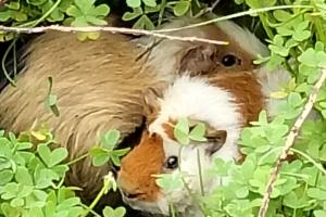 Recupero animali – appello alla responsabilità